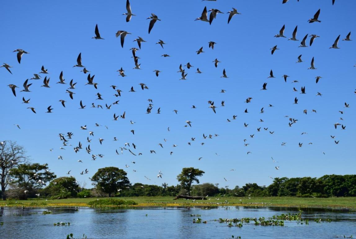 Pantanal - Pousada Sia Mariana Barao de Melgaco Exteriér fotografie