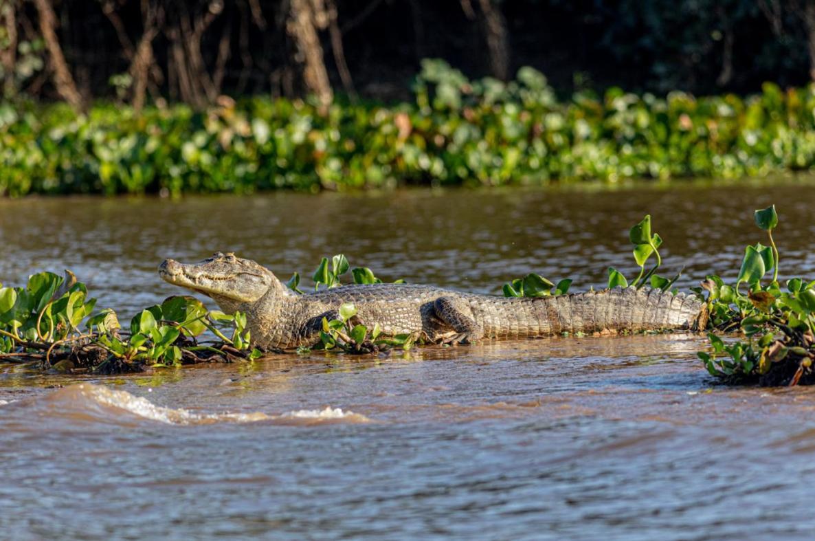 Pantanal - Pousada Sia Mariana Barao de Melgaco Exteriér fotografie
